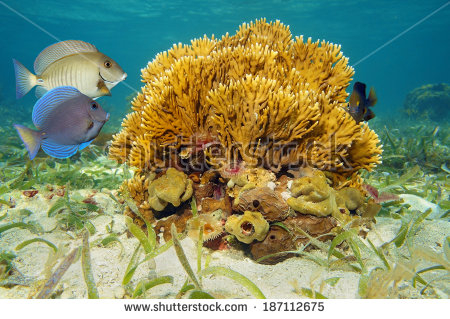  Millepora alcicornis (Bladed Fire Coral)